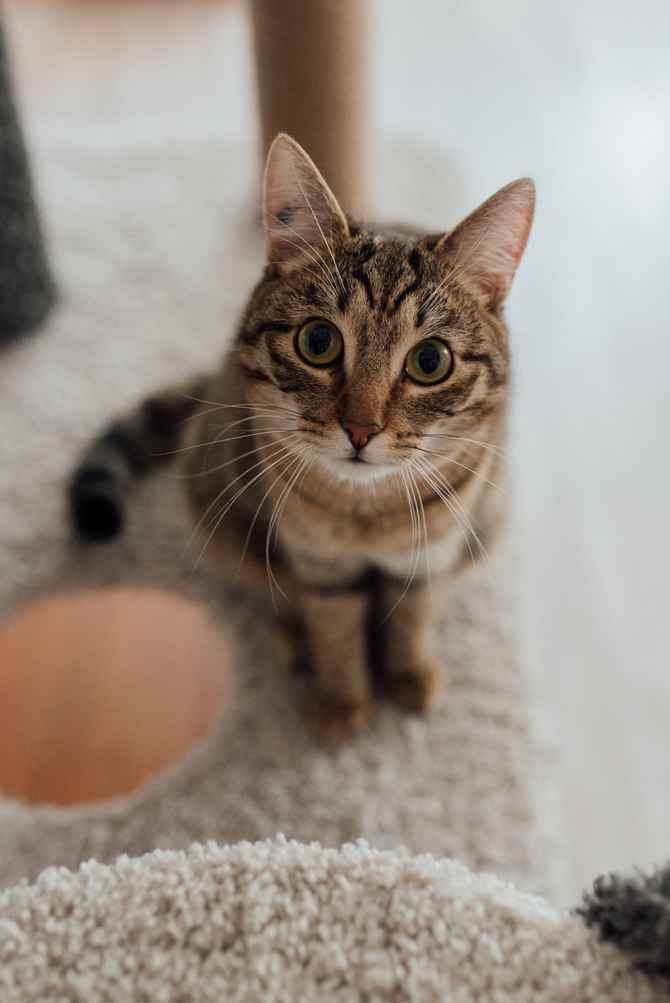 pet stain cleaner in austin, tx - pet odor removal