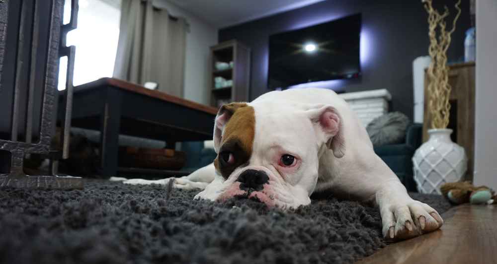 carpet cleaning tips pet owner