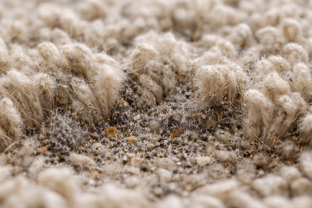 Close-up of carpet fibers showing trapped dust mites and allergen buildup.